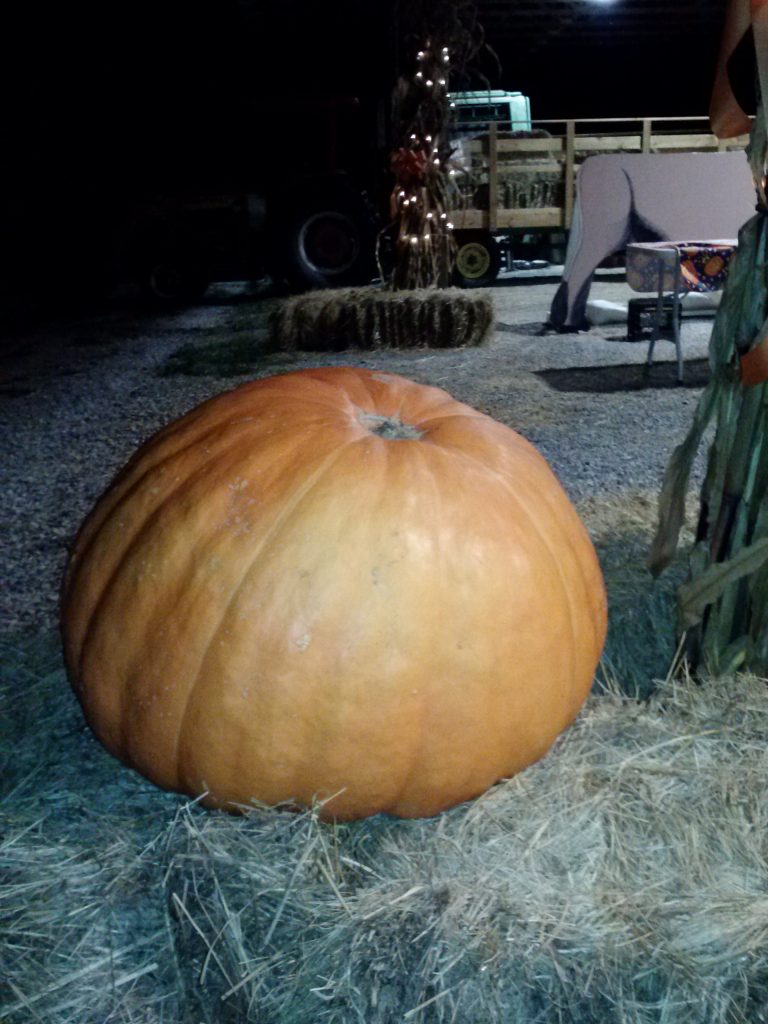 192lbPumpkin